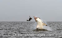 Great White Shark attacking seal Photo - Chris & Monique Fallows