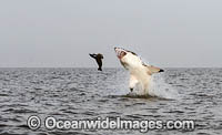 Great White Shark attacking seal Photo - Chris & Monique Fallows