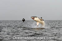 Great White Shark attacking seal Photo - Chris & Monique Fallows