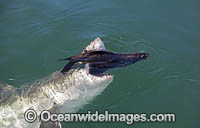 Great White Shark attacking seal Photo - Chris & Monique Fallows