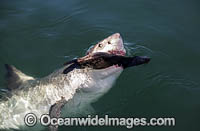 Great White Shark predating on seal Photo - Chris & Monique Fallows