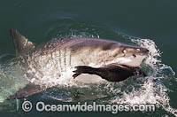 Great White Shark attacking seal Photo - Chris & Monique Fallows