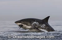 Great White Shark attacking seal Photo - Chris & Monique Fallows