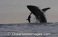 Great White Shark attacking seal Photo - Chris & Monique Fallows