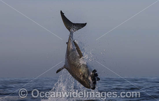 Great White Shark breaching on decoy photo Great White Shark breaching on decoy photo