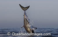 Great White Shark breaching on decoy Photo - Chris & Monique Fallows