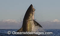 Great White Shark attacking seal Photo - Chris & Monique Fallows