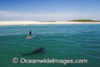 Paddle board over Shark Photo - Chris & Monique Fallows