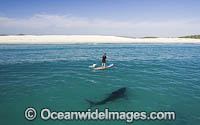 Paddle board over Shark Photo - Chris & Monique Fallows