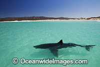 Great White Shark on surface Photo - Chris & Monique Fallows