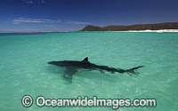 Great White Shark on surface Photo - Chris & Monique Fallows