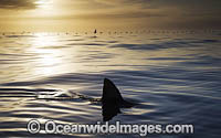Great White Shark dorsal fin Photo - Chris & Monique Fallows