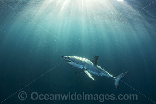 Great White Shark underwater photo Great White Shark underwater photo