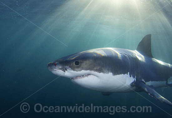 Great White Shark underwater photo Great White Shark underwater photo