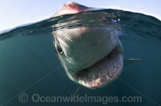 Great White Shark underwater photo