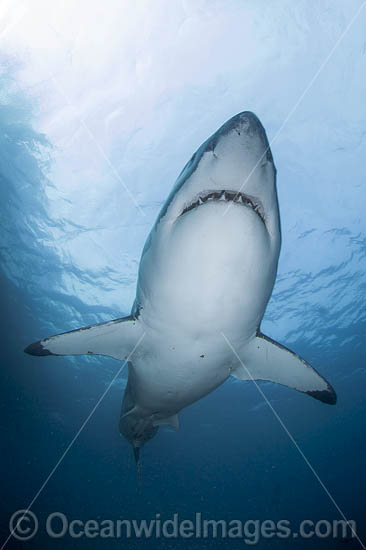 Great White Shark underwater photo