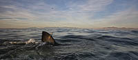 Great White Shark satellite tag Photo - Chris & Monique Fallows