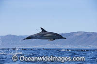Common Dolphin Delphinus capensis Photo - Chris and Monique Fallows