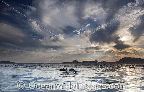 Common Dolphin Delphinus capensis photo