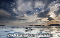 Common Dolphin Delphinus capensis Photo - Chris and Monique Fallows
