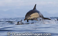 Dolphin Delphinus capensis Photo - Chris and Monique Fallows