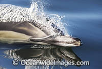 Dolphin Delphinus capensis Photo - Chris and Monique Fallows