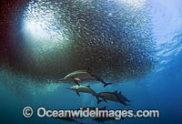 Dolphin feeding on sardines Photo - Chris and Monique Fallows