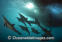 Dolphin feeding on sardines Photo - Chris and Monique Fallows