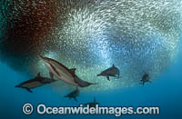 Dolphin at sardine run Photo - Chris and Monique Fallows