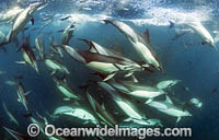 Dolphin feeding on sardines Photo - Chris and Monique Fallows