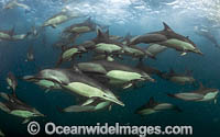 Dolphin at sardine run Photo - Chris and Monique Fallows