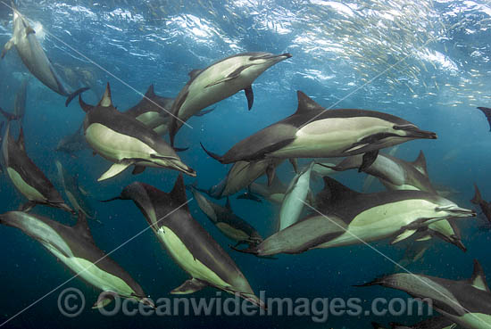 Dolphin feeding on sardines photo Dolphin feeding on sardines photo