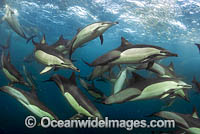 Dolphin feeding on sardines Photo - Chris and Monique Fallows