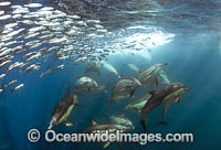 Sardine Run South Africa Photo - Chris and Monique Fallows