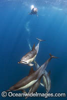 Common Dolphin Delphinus capensis Photo - Chris and Monique Fallows