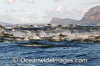 Common Dolphin Delphinus capensis Photo - Chris and Monique Fallows
