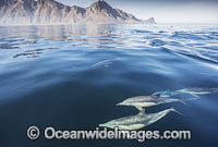 Common Dolphin Delphinus capensis Photo - Chris and Monique Fallows