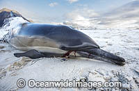 Dolphin entangled in fishing net Photo - Chris and Monique Fallows