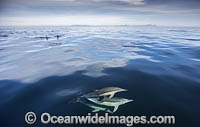 Common Dolphin Delphinus capensis Photo - Chris and Monique Fallows