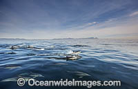 Common Dolphin Delphinus capensis Photo - Chris and Monique Fallows