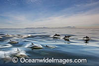Common Dolphin Delphinus capensis Photo - Chris and Monique Fallows