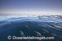 Common Dolphin Delphinus capensis Photo - Chris and Monique Fallows