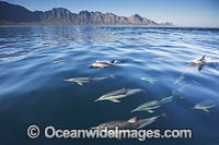 Common Dolphin Delphinus capensis Photo - Chris and Monique Fallows