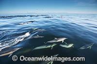 Common Dolphin Delphinus capensis Photo - Chris and Monique Fallows