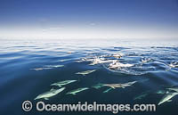 Common Dolphin Delphinus capensis Photo - Chris and Monique Fallows