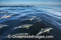 Common Dolphin Delphinus capensis Photo - Chris and Monique Fallows