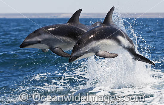Dusky Dolphin Argentina photo