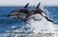 Dusky Dolphin Argentina Photo - Chris and Monique Fallows