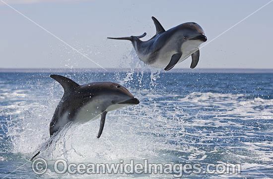 Dusky Dolphin Argentina photo