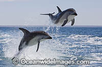 Dusky Dolphin Argentina Photo - Chris and Monique Fallows